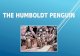 The humboldt penguin