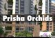 Prisha Orchids