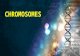 Lampbrush chromosome,chromosomes structure.giant chromosomes lambrush chromosomes and their strucure function,formation
