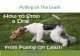 Easy dog training & behaviour dog training