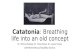 Catatonia (FINAL PRES.) (2)