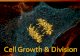 Cell Growth & Division. Limits to cell growth 10-1 Cell Growth