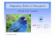 Migratory Birds in Research - · PDF filework with migratory birds in research ... federal migratory bird transport permit Birds should be transported soon after capture IATA Live