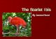 The Scarlet Ibis - Mrs. Gregg - jg019.k12.sd.us Documents/The Scarlet Ibis...The Scarlet Ibis Background The ... begins to turn, and time with all its changes is ground away ... old