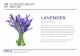 LAVENDER - fona.com lavender sugar gets rave reviews. The lavender flower can be ... We spied honey lavender cheesecake, lavender and lemon tea cookies, lavender