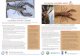Invasive crayfish alert! - International Union for ... · PDF filePhoto by: Geoffrey Howard Invasive crayfish alert! Procambarus clarkii (Louisiana crayfish) This freshwater crustacean,
