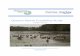 Queen’s Marsh Feasibility Study - Dartington · Queen’s Marsh Feasibility Study Dartington Hall Trust Report compiled by Olivia Cresswell, Jo Neville and Alastair Morriss Checked