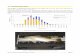10. BARRAMUNDI SIZES - Infofish Australiainfo-fish.net/king-ash-bay/wp-content/uploads/2011/04/KAB... · Barramundi Monitoring Project Milestone 5 Report page 20 10. BARRAMUNDI SIZES