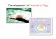 Development of Amniotic Egg - Medical University of of Reproduction/BOR...  Development of Amniotic