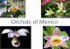 Orchids of .Orchids of Mexico. Many of the orchids shown here are common, however, some are rare,