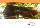 The Orangutan Tropical Peatland Project Annual Report 2012 · The Orangutan Tropical Peatland Project Annual Report 2012. ... tim ini dan kepemimpinan lokal yang berkomitmen tinggi,