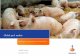 Global pork market - . ADOLFO FONTES.pdf · PDF fileGlobal pork market . 2 Pork Global Market Perspectives A changing world Pork global market Latin American potential Challenges