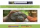 Kalimantan, Indonesia Borneo Selected Packages · PDF file12 Days Kalimantan – Indonesia Borneo Expedition 20 – 21 3.6. 16 Days East Kalimantan to West Kalimantan Expedition 22