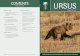 CONTENTS URSUS - arcturos.gr predation in bears.pdf · Ursus (ISSN 1537-6176) is published in May and November each year. Ursus is covered by Current Contents/ Agriculture, Biology