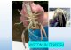 WISCONSIN CRAYFISH · PDF file -crayfish are omnivores and feed on a wide variety of animal and plant materials-crayfish commonly have life spans of 2 - 6 years-some crayfish spend
