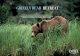 GRIZZLY BEAR RETREAT - Entree Destinations · PDF file GRIZZLY BEAR RETREAT Enjoy three days of grizzly bear viewing in the majestic Great Bear Rainforest, where bear sightings are