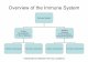 Overview of the Immune System - Overview of the Immune System Immune System Innate (Nonspecific) 1o