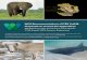 Proposals to amend the appendices WCS Recommendations ... .¢  The Wildlife Conservation Society (WCS)