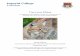 The Lynx Effect - iccs.org.uk · 2.3 Eurasian Lynx 9 2.3.1 Introducing the Lynx 9 2.3.2 Lynx reintroductions and public attitudes in Europe 10 2.3.3 Lynx in the United Kingdom 12