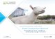 NOVA SCOTIA DEPARTMENT OF AGRICULTURE Goat Production A meat goat has six important characteristics: