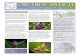 Orchids Aweigh - · PDF file of Orchids last month after a long illness. Our The NHOS 2016 Orchid Expo is coming very soon!! We Yes, the Newport Harbor Orchid Society 2016 Orchid Expo