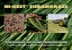 HI-GEST SUDANGRASS - Alforex Seeds · Hi-Gest Sudangrass plants to efficiently absorb nutrients and soil moisture under favorable growing conditions or stress. Hi-Gest Sudangrass