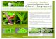 Invasive Species Alert Giant Hogweed - · PDF file Provincial Report-a-Weed: Invasive Species Alert Giant Hogweed Habitat and biology • erennial plant from the piaceae carrot or