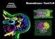 Electron Biomembranes - Yeast Cell tomographic 2016-11-24آ  Electron Biomembranes - Yeast Cell tomographic