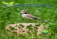 The Pipeline Industry and the Migratory Birds Convention Act€¦ · Canada's oil and natural gas pipeline industry affects migratory birds and bird habitat mainly through: ! land