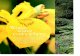 Westonbury Mill Water Gardens – Exuberant Gardens, Fantastic weston · PDF file

2019. 2. 11. · Created Date: 6/5/2012 3:11:39 PM