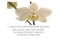 and Orchids - asbg. and Orchids ¢â‚¬¢ EXECUTIVE FUNCTIONS AND ORCHIDS Dan Larrow, MD, FAAP, BCDBP. Kentucky