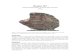 Dhofar 287 - NASA  ¢  Dhofar 287 Unbrecciated basalt (with basaltic breccia) 154 g Figure 1:
