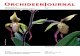 A new natural hybrid in the genus Paphiopedilum from ...orchideen-journal.de/permalink/OrchideenJournal_Vol7_1.pdf · A new natural hybrid in the genus Paphiopedilum from northern