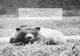 Khutzeymateen Valley grizzly bear study : final ... Grizzly bear – British Columbia – Khutzeymateen River Valley – Habitat. 2. Grizzly bear – British ... 60.01 PICAS WIDTH