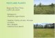 PEATLAND PLANTS · 2019. 3. 12. · Wetlands with an accumulation of peat= PEATLANDS 1) Peatland dominated by bryophytes and graminoids aa. Peatland not influenced by groundwater=