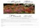Maple Maple Glen Primula Inshriach Hybrids Plants 2020 Maple Glen Gardens, 1221 Letterbox Road, 1RD