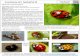 Harlequin ladybird - invasivespeciesireland.com