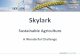 Skylark - Groupe de Bruges