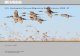 U.S. Geological Survey Migratory Bird Science, 2020–21
