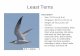 Least Terns - Virginia