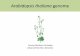 Arabidopsis thaliana genome