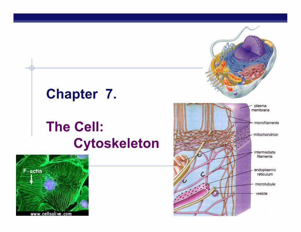 Chapter 7 The Cell Cytoskeleton Cell Ap Biology 2005 2006