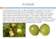Ayurvedic Herbs - Herbs for Pitta