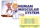 Muscular system dandan