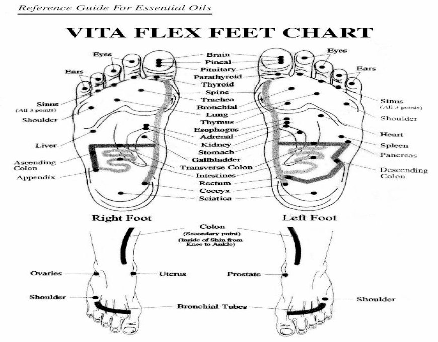 Reference Guide For Essential Oils VITA FLEX FEET CHART ......Reference ...